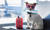 ¿Y si tu perro fuera un influencer de viajes? ¡Descubre cómo hacerlo realidad!